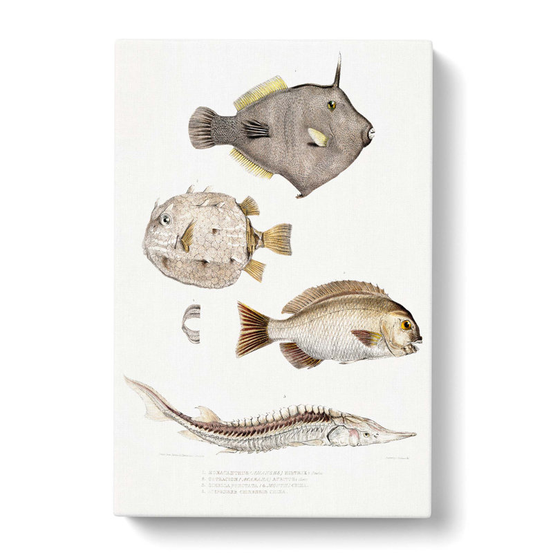 Selection Of Fish by John Edward Gray - Wrapped Canvas Painting, 76cm H x 50cm W x 3cm D