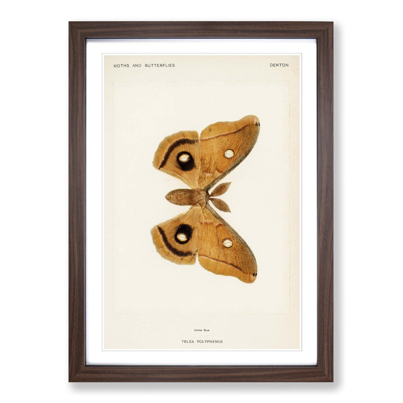 Polyphemus Moth by S.F. Denton - Picture Frame Painting Print, 36cm H x 27cm W x 2cm D, Walnut Framed