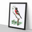 Red-Bellied Flycatcher Bird by George Shaw - Framed Print-55616460-55616459