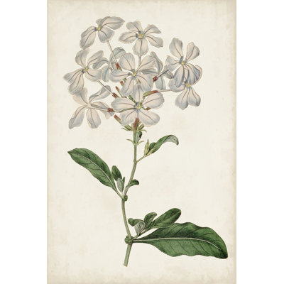 Antique Botanical Collection VIII by Ridgeway - Art Prints