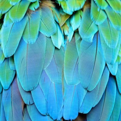 " Harlequin Macaw Feathers " by Panuruangjan