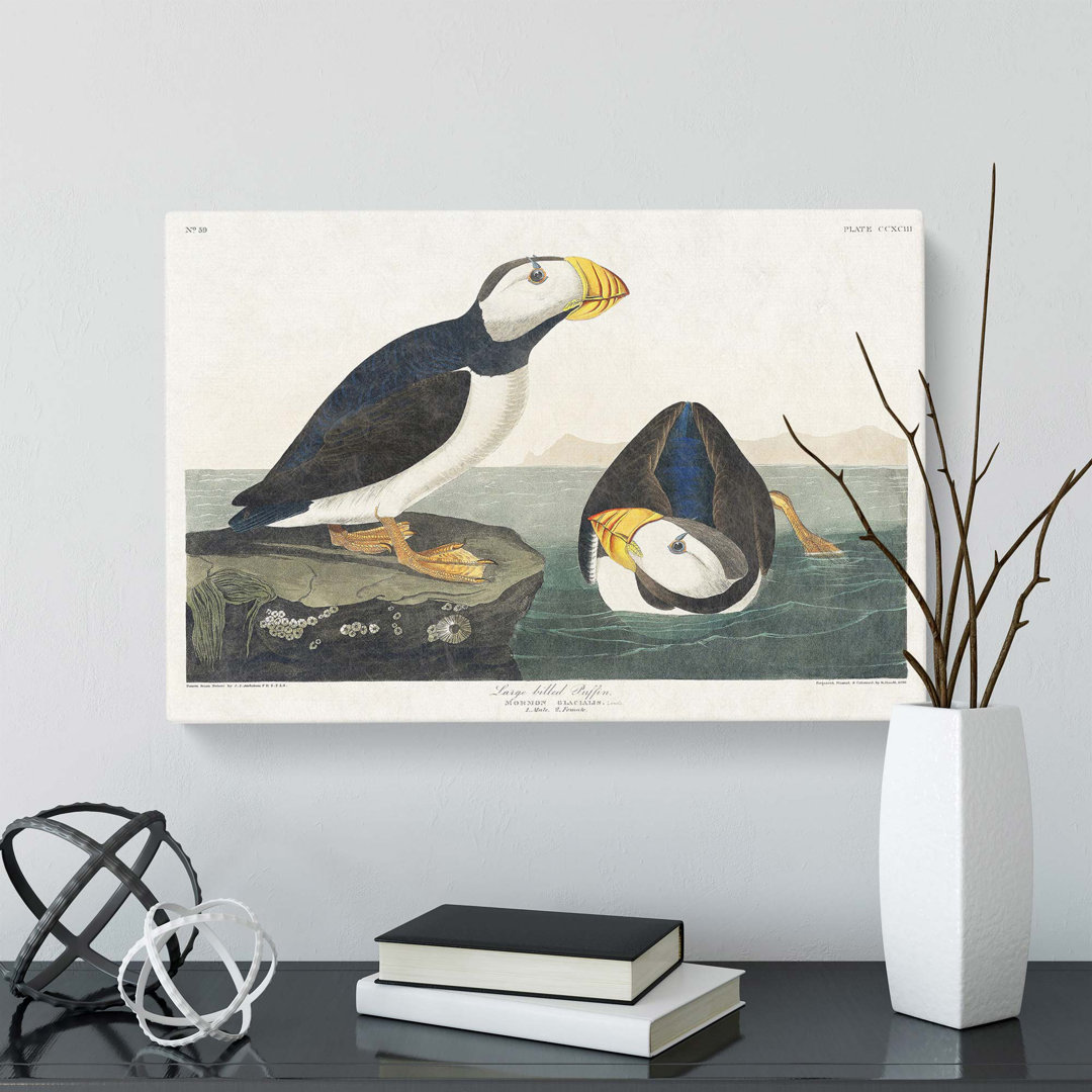 'Atlantic Puffins' by John James Audubon - Wrapped Canvas Painting Print
