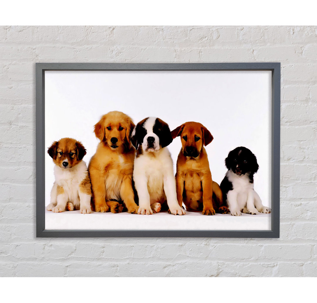 Hundefamilie - Einzelner Bilderrahmen Kunstdrucke auf Leinwand