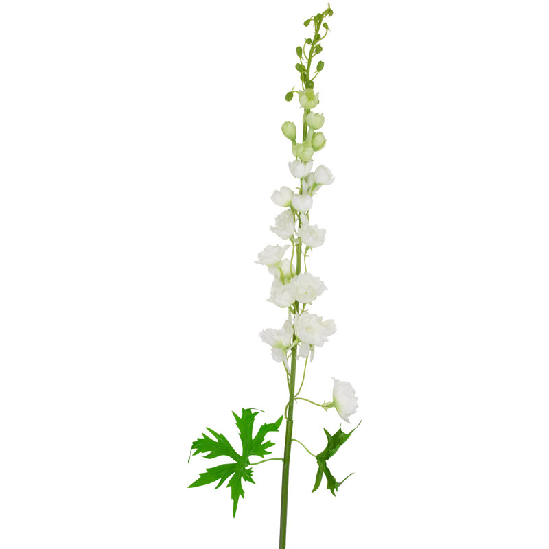 Tiges Delphinium, Blanc