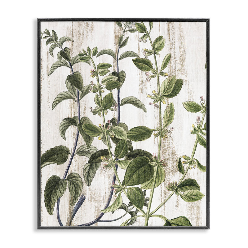 Art rustique de vignes botaniques par Kim Allen bg-221, H 20 po x l 16 po, Giclée encadrée noir minuit