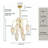 6 - Light Dimmable Classic / Traditional Chandelier
