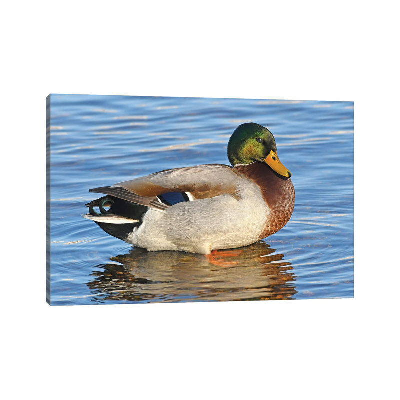 Handsome Mallard by Brian Wolf - Wrapped Canvas Print, 30.48cm H x 45.72cm W x 1.91cm D