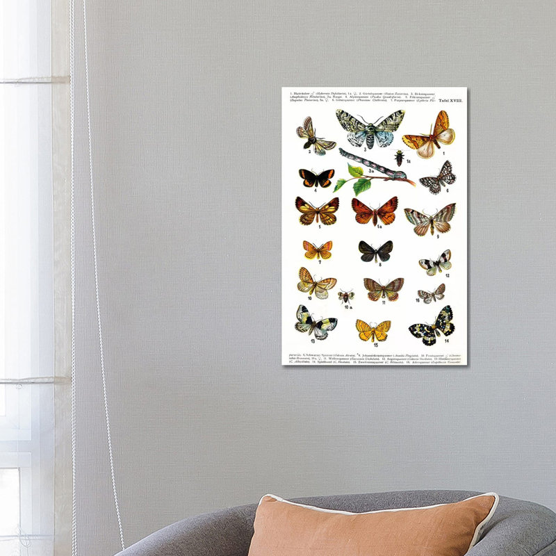 European Butterflies - Wrapped Canvas Print, 66.04 cm H x 45.72 cm W x 1.91 cm D