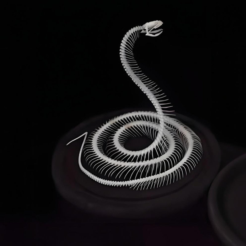 Ornement décoratif et squelette de vrai serpent
