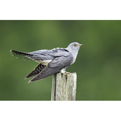 Coucou de Malonie, Cuculus Canorus - Photographie sur toile tendue
