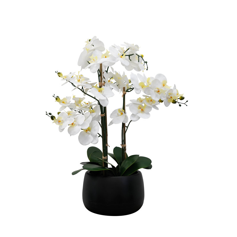 Vaporisateur d'orchidées dans un vase, Noir