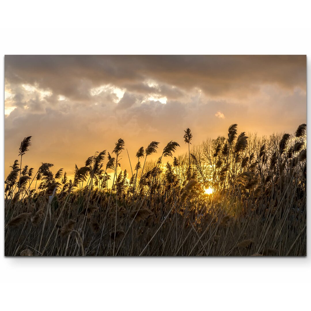 Leinwandbild Wildgraswiese im Sonnenuntergang