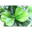 Figuier artificiel en pot-37724103