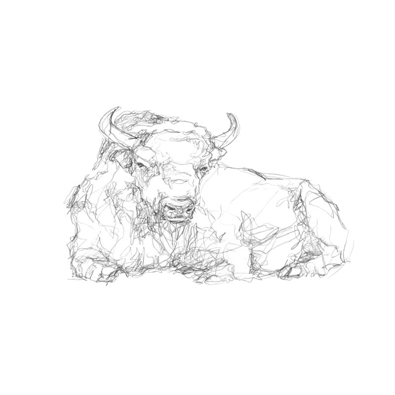 Bison Shape Sketch II - Print on Canvas, Wrapped Canvas, 20 cm H x 30 cm W