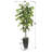 Arnavi 72'' Faux Ficus Tree in Metal Pot-1880116467