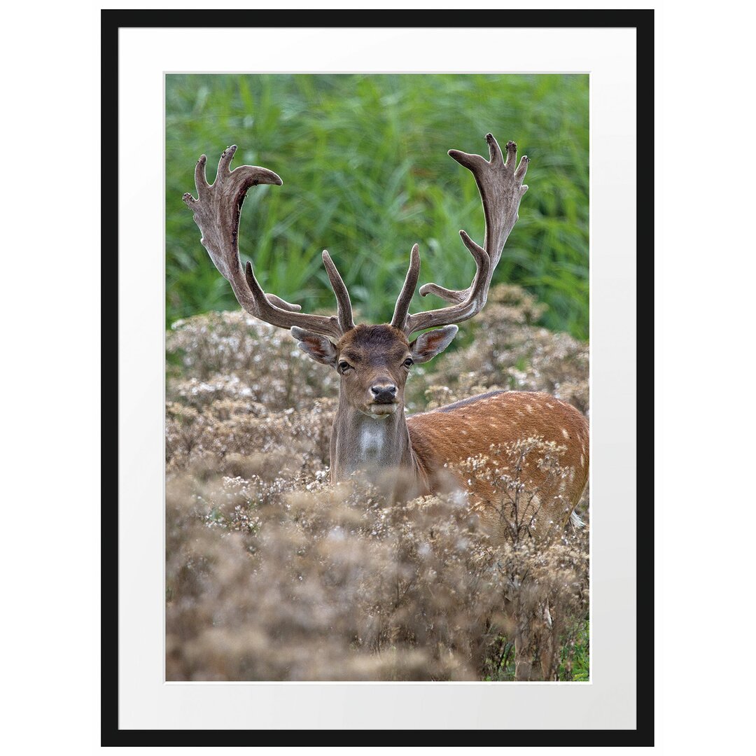 Gerahmter Fotodruck Buck in a Wild Meadow