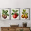 Antique Fruit IX - Ensemble de 3 impressions sur toile encadrées-700919556-700919558