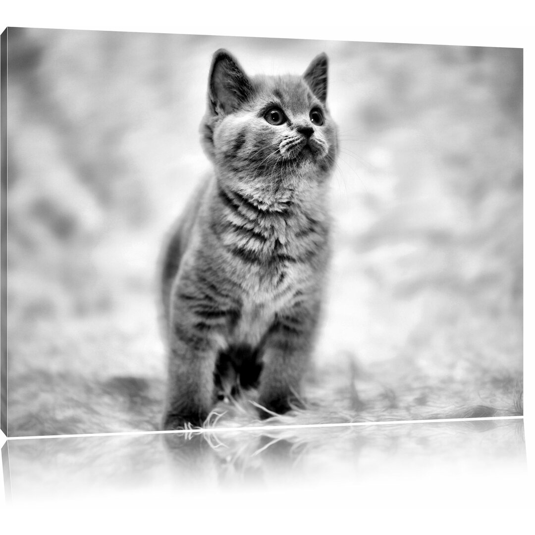 Leinwandbild Niedliches Katzenbaby auf Teppich in Monochrom