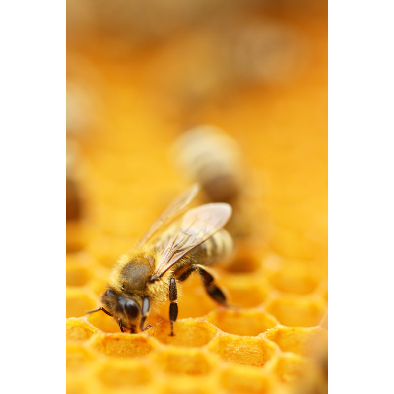 Huntsdale Honey Bee - Wrapped Canvas Print, 46cm H x 30cm W x 3.8cm D