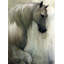 Noble Steed Print by Emma Brooks-26927644-26927643