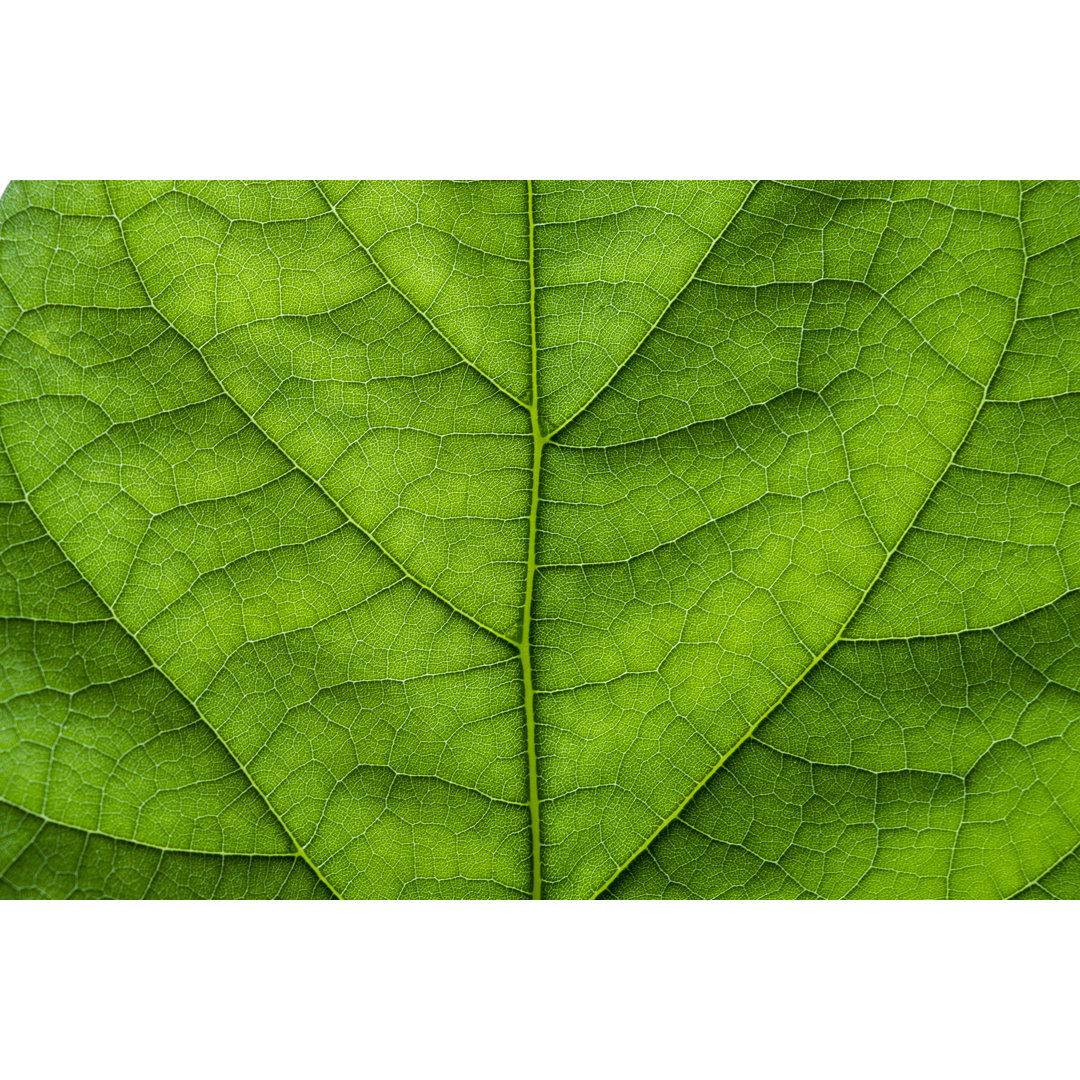 Green Leaf Texture Macro Closeup von Adil Abdrakhmanov - Leinwandbild