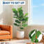 99cm Plant