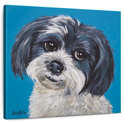 Maltais Shih Tzu Mix Maggie
