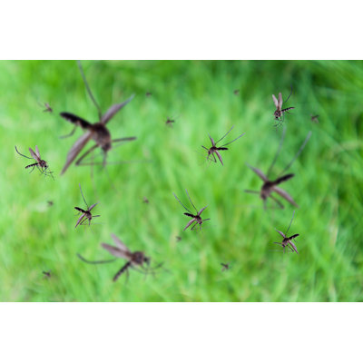 Cirebon Mosquitoes Fly by Kwangmoozaa - Wrapped Canvas Print
