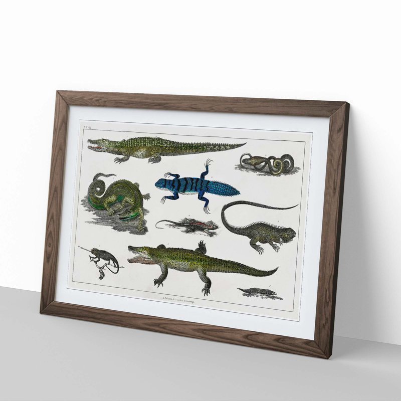 Various Reptiles XXVII by Oliver Goldsmith - Picture Frame Painting Print, 36cm H x 27cm W x 2cm D, Walnut Framed