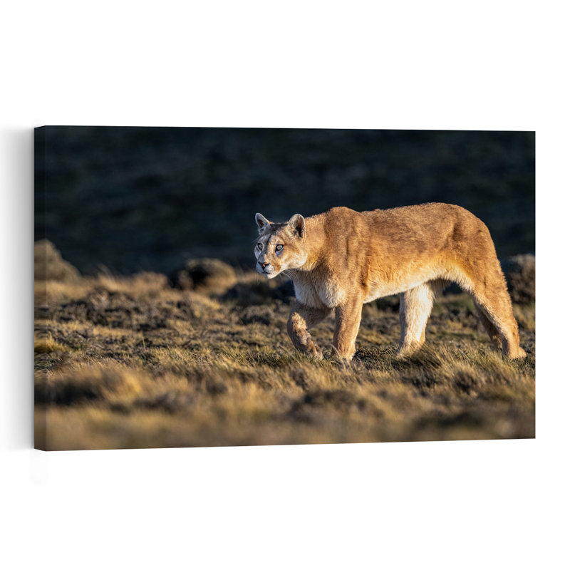 Golden Puma Alert Abstract Contemporary Cat Lion Mountain Nature Wall Art Print, 30.48cm H x 45.72cm W
