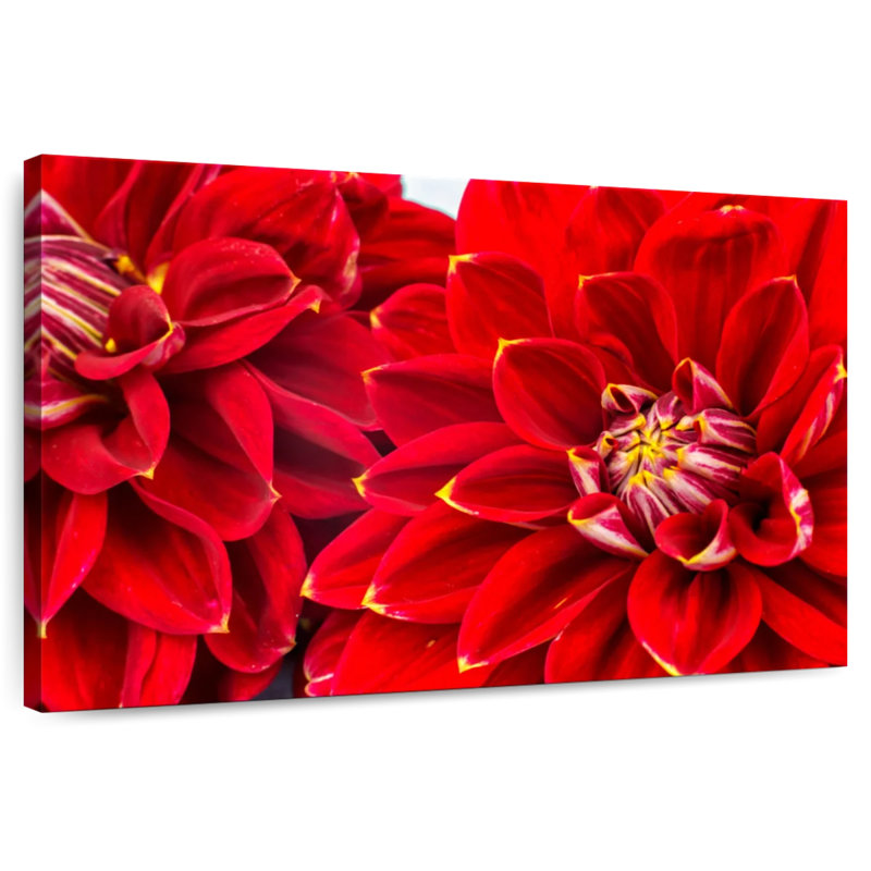 Dahlia Bloom, 26" H x 39" W