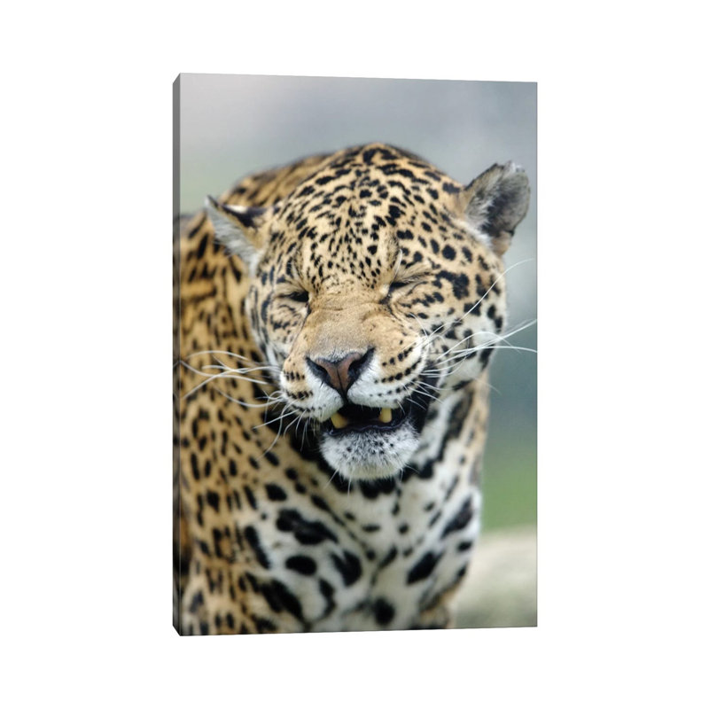 Smiling Jaguar by Goran Anastasovski - Wrapped Canvas Print, 20.32 cm H x 30.48 cm W