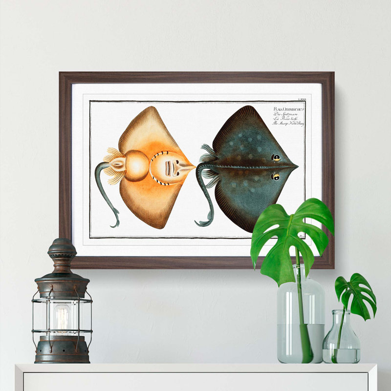 Sharp Nosed-Ray Fish by M.E. Bloch - Picture Frame Painting Print, Walnut Framed, 36cm H x 48cm W x 2cm D