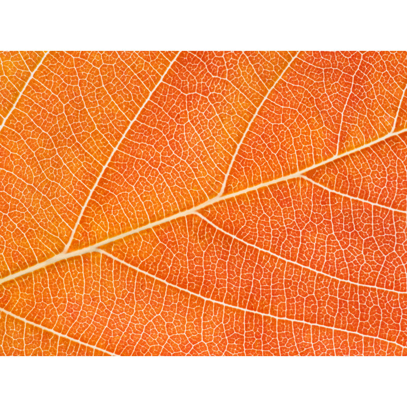 Feuille d'automne par Philippe Moisoux - impression, H 24 po x l 32 po, Toile tendue