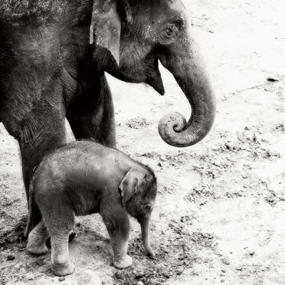 " Mother And Daughter " by Debra Van Swearingen