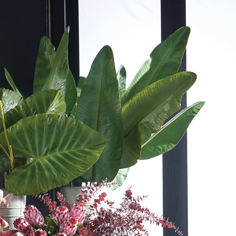Tige de feuille de Cupp Strelitzia