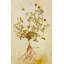 Pressed Flowers III Print by Michelle Bennett-26931550-26931547