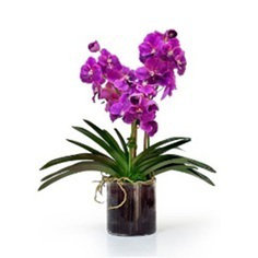 ORCHID VANDA IN GLASS