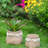Set Of 2 6.5X6.5X6" Brown Cement Planter With Woven Tassel Accent