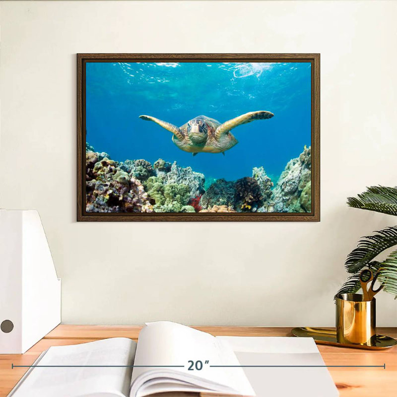 Maui Green Sea Turtle, 13" X 9", Floating Frame Walnut