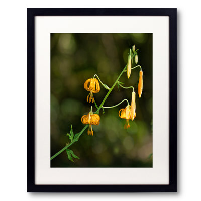 Wild Tigers Print by Tom Kostes