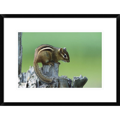 " Eastern Chipmunk On Snag "