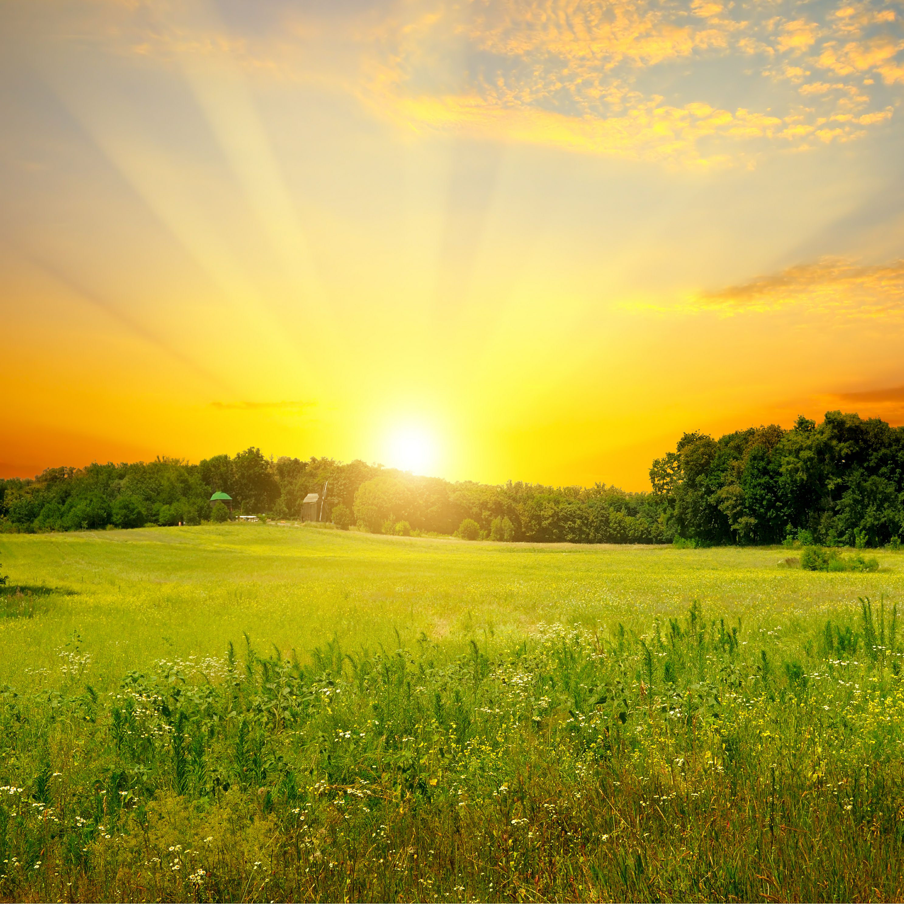 Ebern Designs Field And Bright Sunset by - Wrapped Canvas Photograph ...