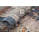 Morvant Oriental Indoor Rug