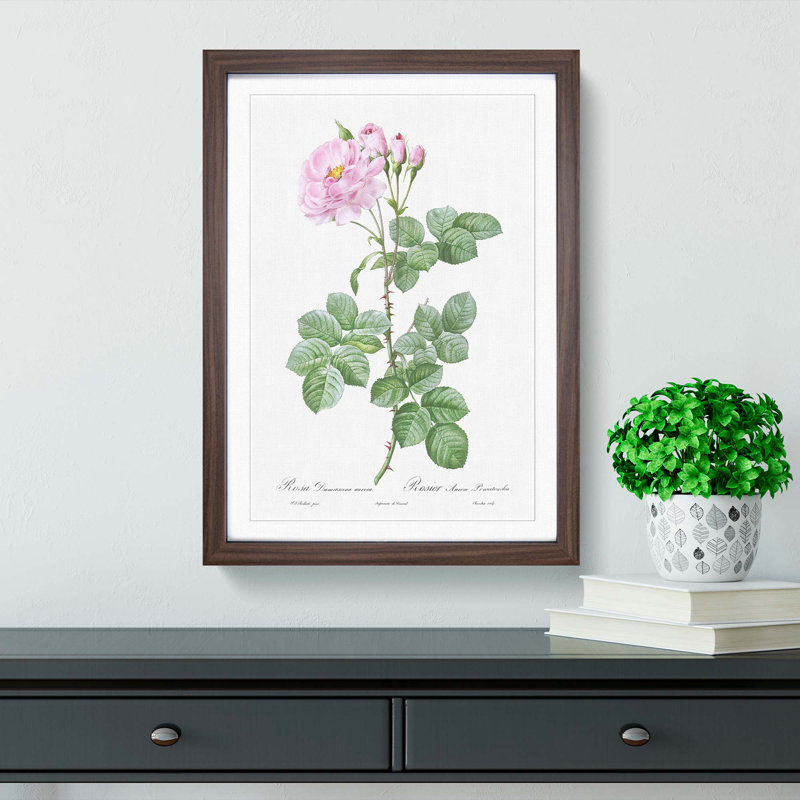 Pink Damask Rose by Pierre-Joseph Redoute - Picture Frame Graphic Art Print, Walnut Framed, 36cm H x 27cm W x 2cm D