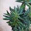 60cm Faux Yucca Plant in Planter