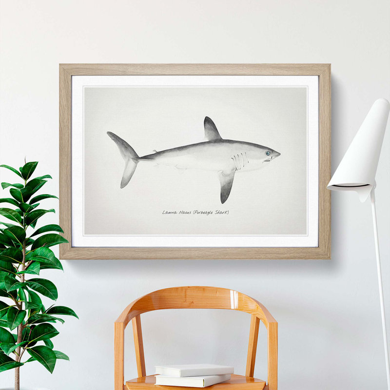 Illustration of a Porbeagle Shark by F.E. Clarke - Picture Frame Painting Print, 36cm H x 48cm W x 2cm D, Oak Framed