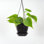 Live Green Philodendron Plant in Hanging Pot