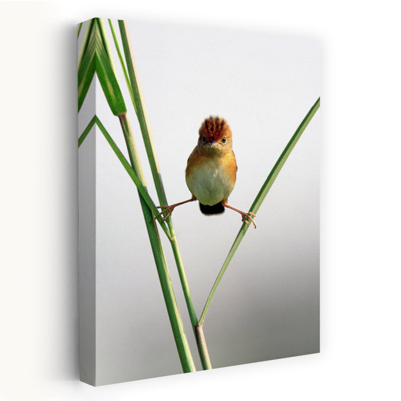 Art contemporain, art animalier minimaliste, H 24 po x l 16 po