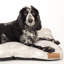Floral Polyester Pet Bed